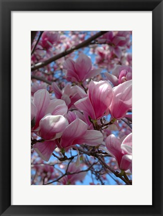 Framed Pink Magnolia Blossoms and Cross on Church Steeple, Reading, Massachusetts Print