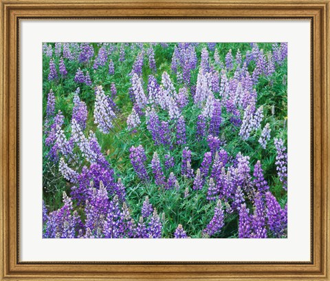 Framed Lupine Meadow and Oregon white oaks, Columbia River Gorge National Scenic Area, Oregon Print