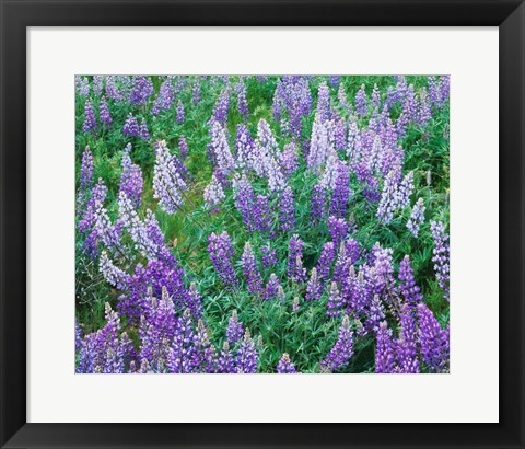 Framed Lupine Meadow and Oregon white oaks, Columbia River Gorge National Scenic Area, Oregon Print