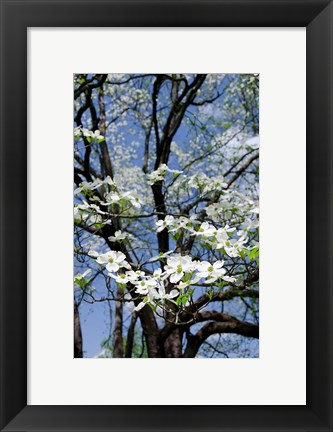 Framed USA, Tennessee, Nashville Flowering dogwood tree at The Hermitage Print