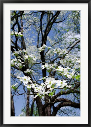 Framed USA, Tennessee, Nashville Flowering dogwood tree at The Hermitage Print