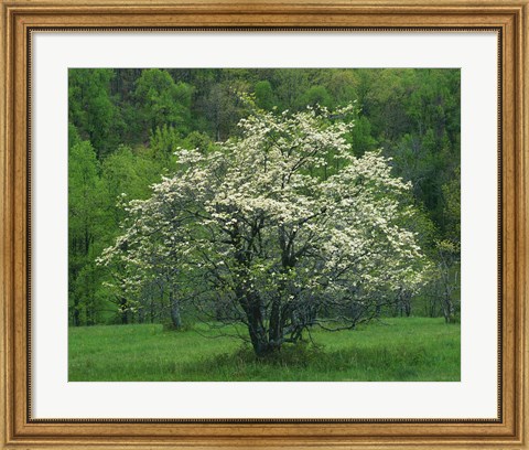 Framed Flowering Dogwood, Blue Ridge Parkway, Virginia Print