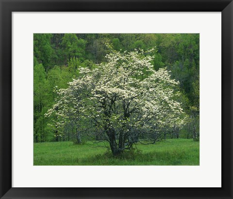 Framed Flowering Dogwood, Blue Ridge Parkway, Virginia Print