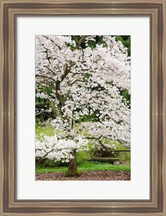 Framed Cherry Trees Blossoming in the Spring, Washington Park Arboretum, Seattle, Washington Print