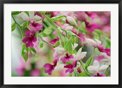 Framed Orchid Print