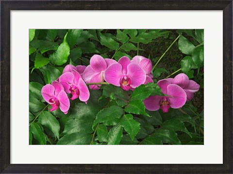 Framed Hybrid Orchid, Lincoln Park Conservatory, Chicago, Illinois Print