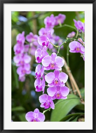 Framed Orchid Print