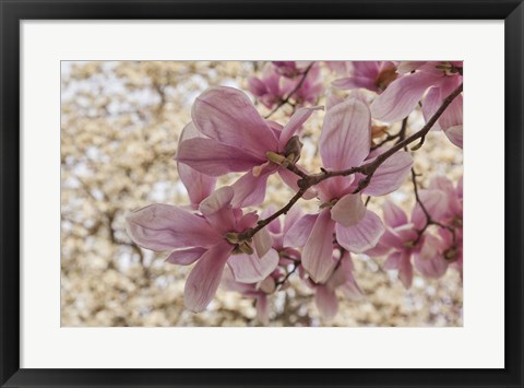 Framed Yulan Magnolia Blossoms, Louisville, Kentucky Print