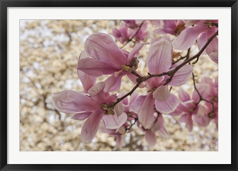 Framed Yulan Magnolia Blossoms, Louisville, Kentucky Print