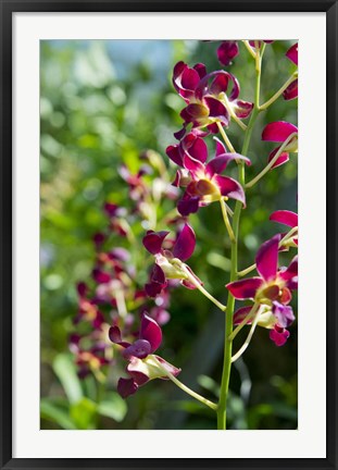 Framed Jenny&#39;s Orchid Garden 2, Darwin, Australia Print