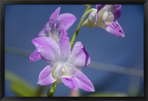 Framed Orchids With Water Droplets, Darwin, Australia Print