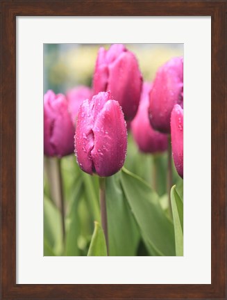 Framed Tulips In A Garden 2, Victoria, Canada Print