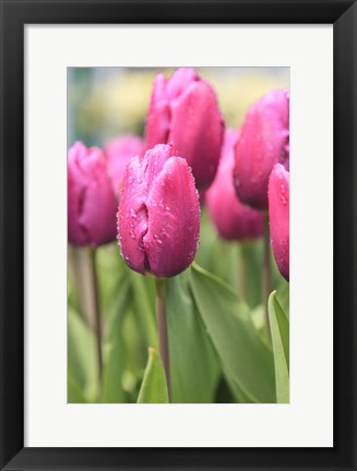 Framed Tulips In A Garden 2, Victoria, Canada Print