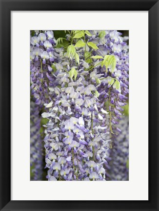 Framed Wisteria In Mirabell Garden 1, Salzburg, Austria Print