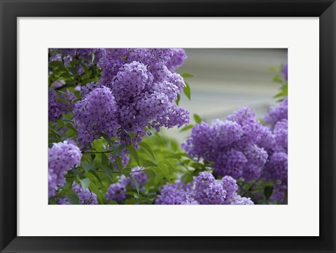 Framed Lilacs In Bloom, Salzburg, Austria Print