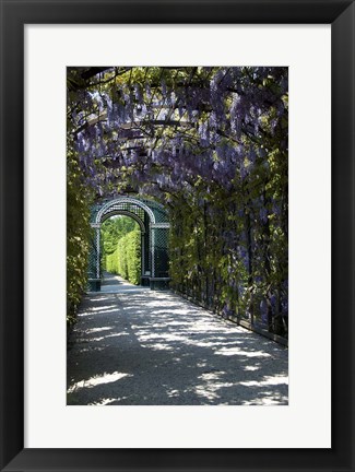 Framed Wisteria Arbor In Garden, Austria, Vienna, Schonbrunn Palace Print