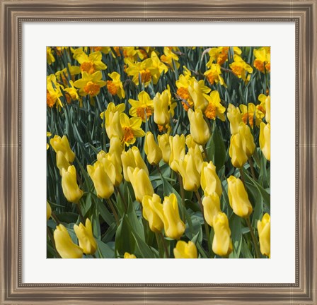 Framed Yellow Tulips Print