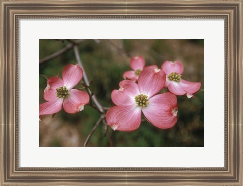 Framed Pink Dogwood Blooms Print