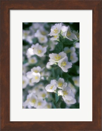 Framed Delphinium Field Print