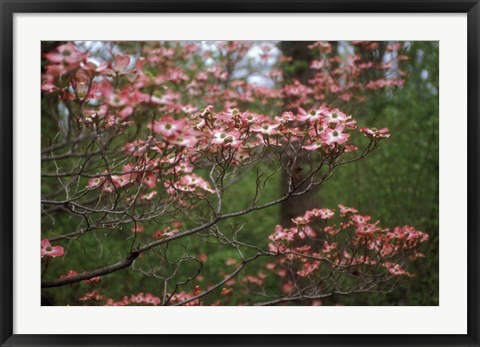 Framed Pink Dogwood Blooms Print