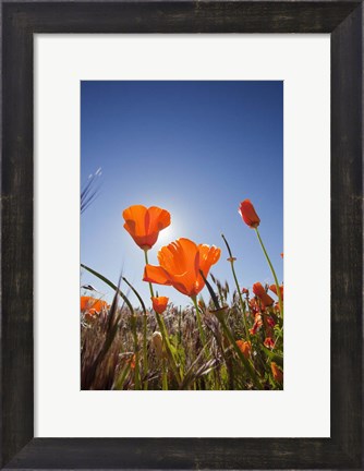 Framed Poppies With Sun And Blue Sky, Antelope Valley, CA Print