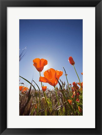 Framed Poppies With Sun And Blue Sky, Antelope Valley, CA Print