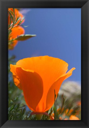 Framed Poppies Spring Bloom 2. Lancaster, CA Print