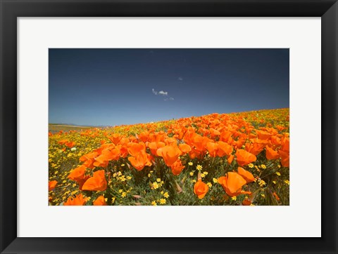 Framed Poppies Spring Bloom 3. Lancaster, CA Print