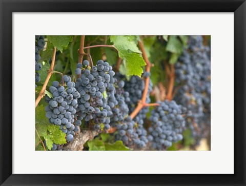 Framed Vineyard Grapes, Calistoga, Napa Valley, Ca Print