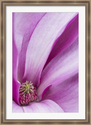 Framed Magnolia Flower, Maine Print