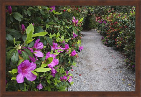 Framed Rhododendron Along Pathway, Magnolia Plantation, Charleston, South Carolina Print