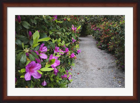 Framed Rhododendron Along Pathway, Magnolia Plantation, Charleston, South Carolina Print