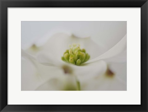 Framed Flowering Dogwood Tree Blossom, South Carolina Print