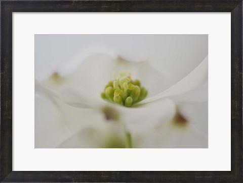 Framed Flowering Dogwood Tree Blossom, South Carolina Print