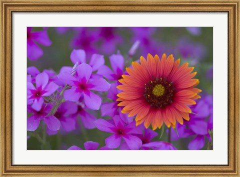 Framed Phlox And Indian Blanket Near Devine Texas Print