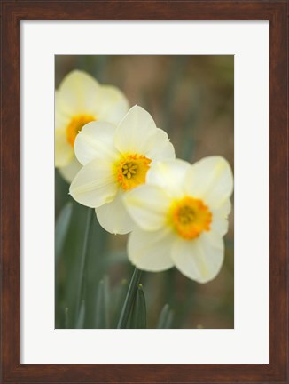 Framed Closeup Of White Daffodils, Arlington, Virginia Print