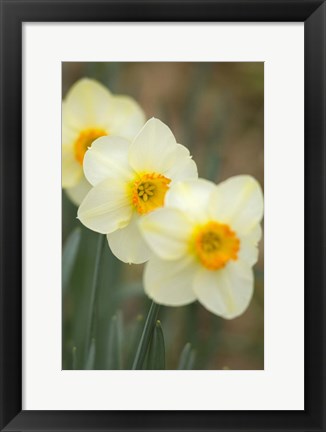 Framed Closeup Of White Daffodils, Arlington, Virginia Print