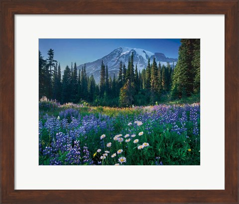 Framed Mount Rainier Print