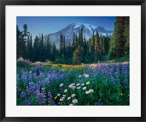 Framed Mount Rainier Print