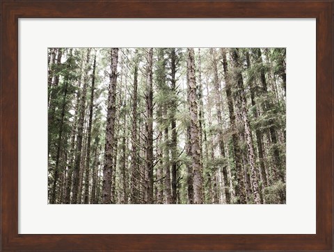 Framed Mossy Pines Print