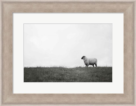 Framed Islay Sheep II Print