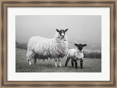 Framed Islay Sheep I Print