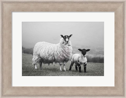 Framed Islay Sheep I Print