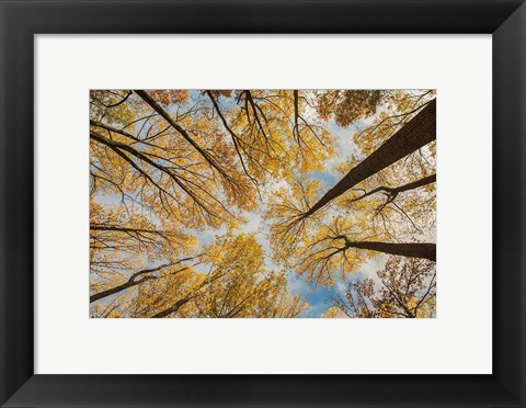 Framed Towering Trees III Print