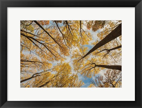 Framed Towering Trees III Print