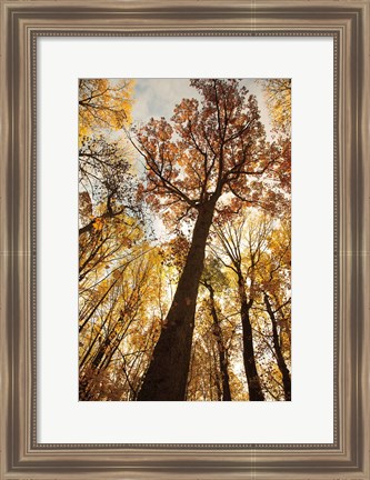 Framed Towering Trees I Print