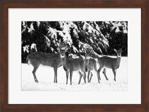 Framed Herd Print