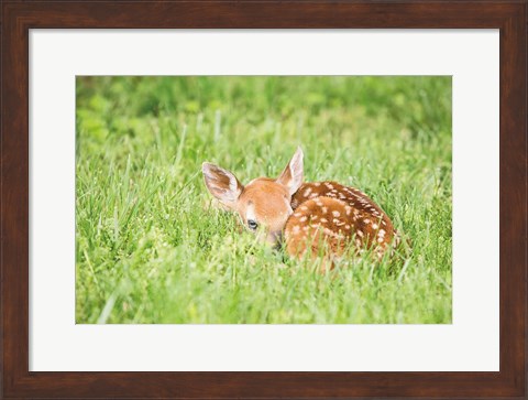 Framed Fawn Print