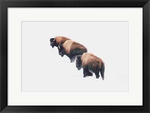 Framed Yellowstone Trio Print