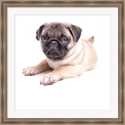 Framed Cute Pug Puppy Print